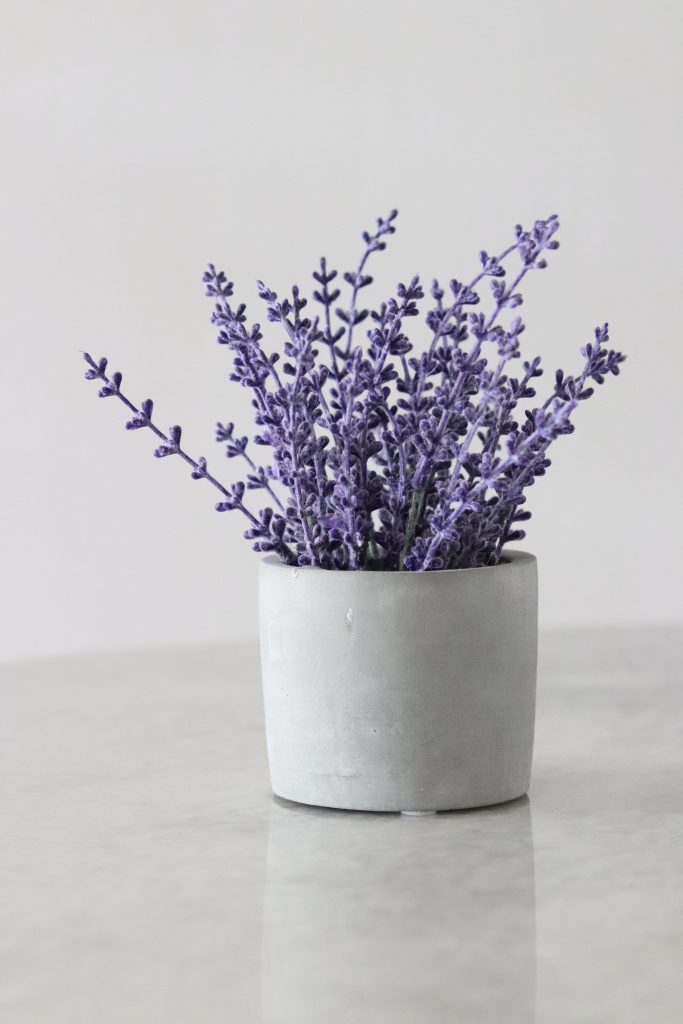 lavender in a pot