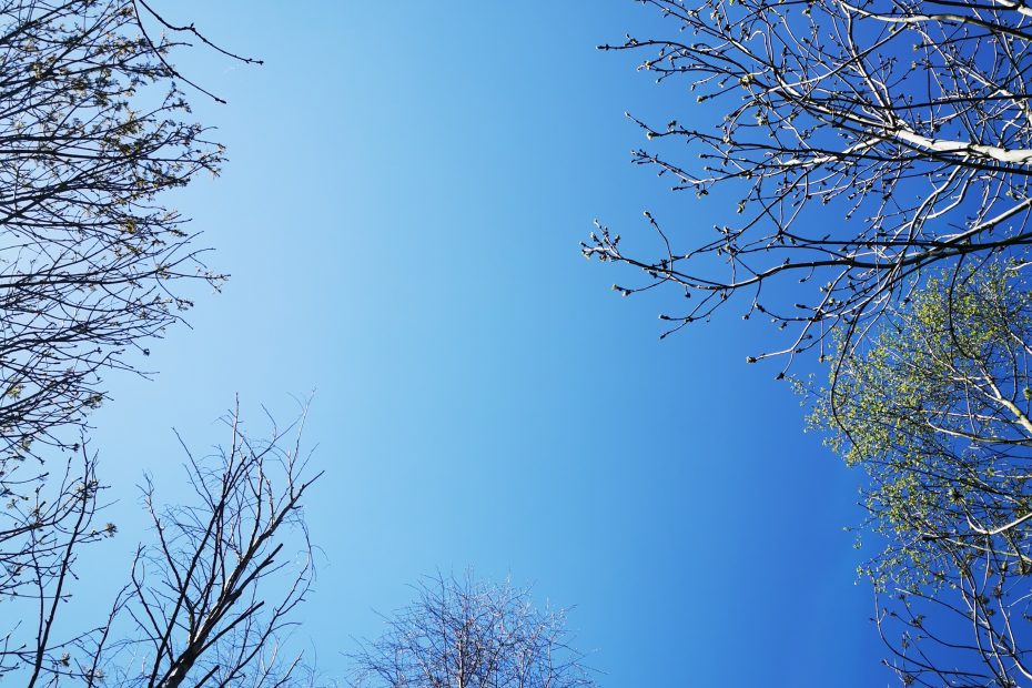 View of Nature